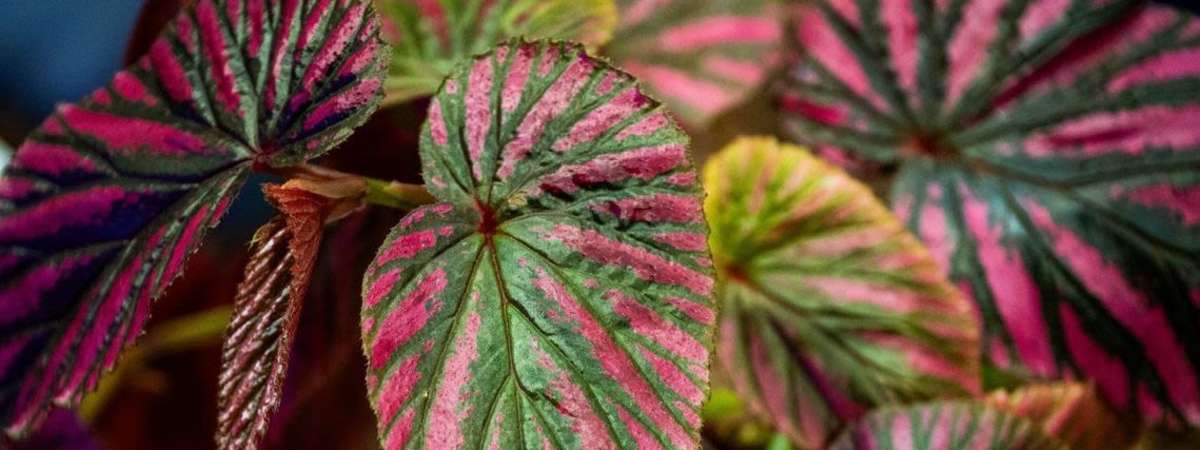 Challenge Accepted: Demistifying Challenge Plants Program