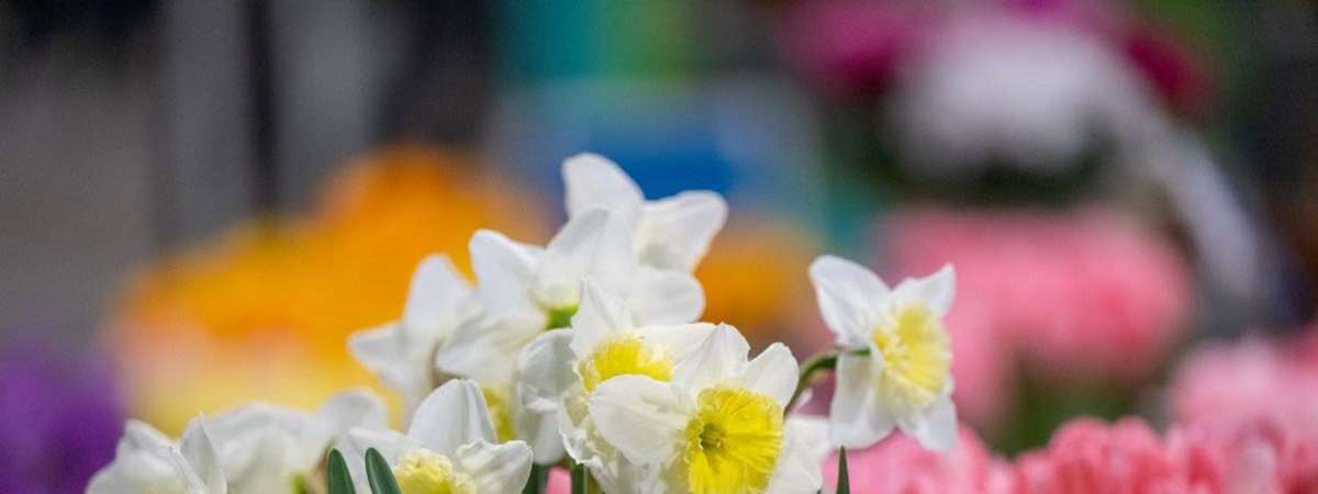 The Art of Forcing Bulbs