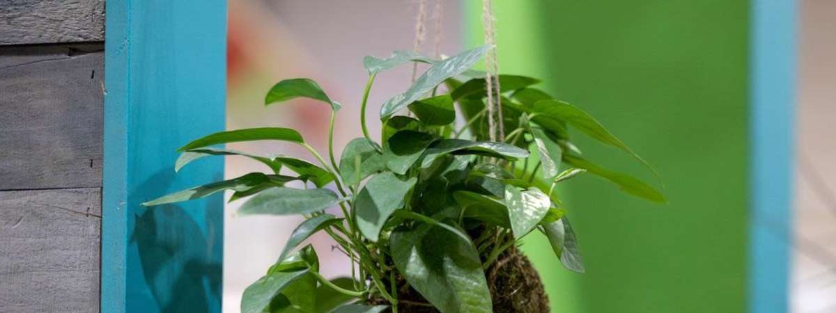 Kokedama Workshop: Create Your Own Award-Worthy Kokedama
