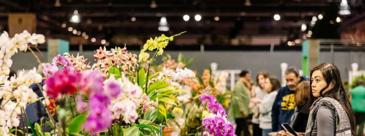 Growing Orchids for Competition