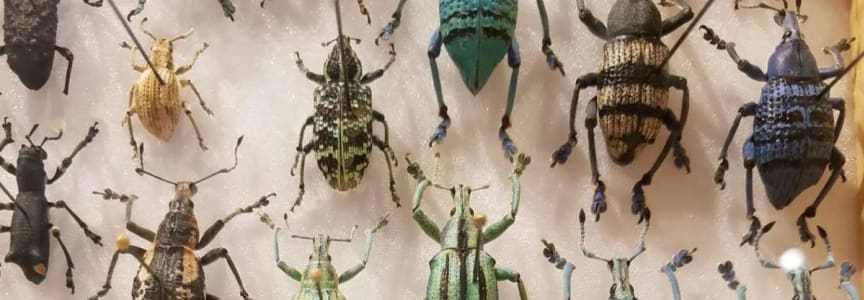 Large Hornet Pinning Workshop