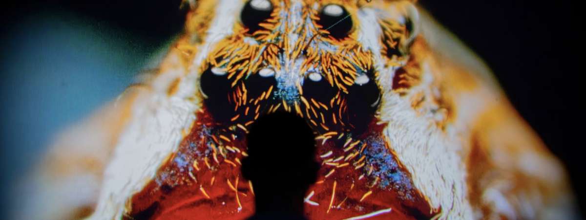 Vivid: Immerse Your Senses