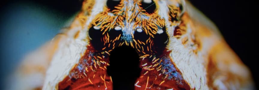 Vivid: Immerse Your Senses