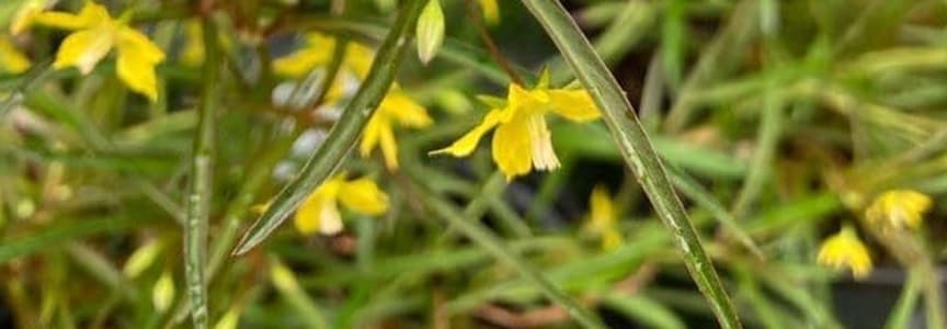 SWWAG Workshop: Herbal Infusions for Beauty