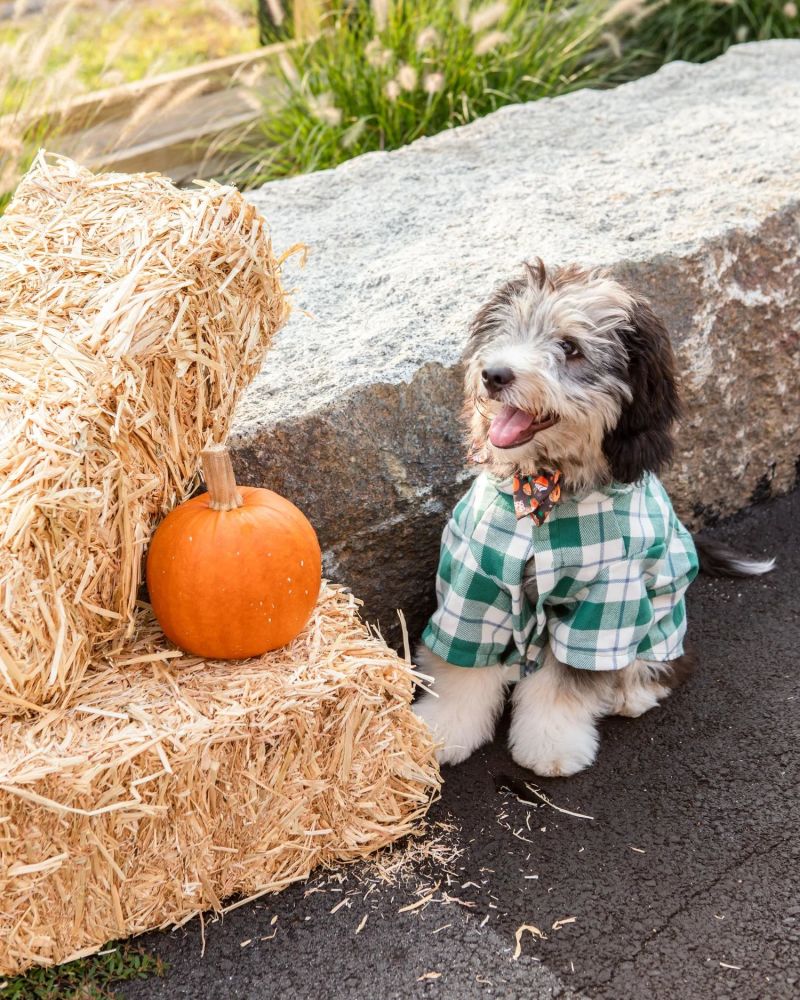 Barktoberfest
