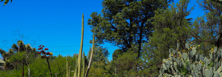 Botanical Bash – A Celebration of Plants and People