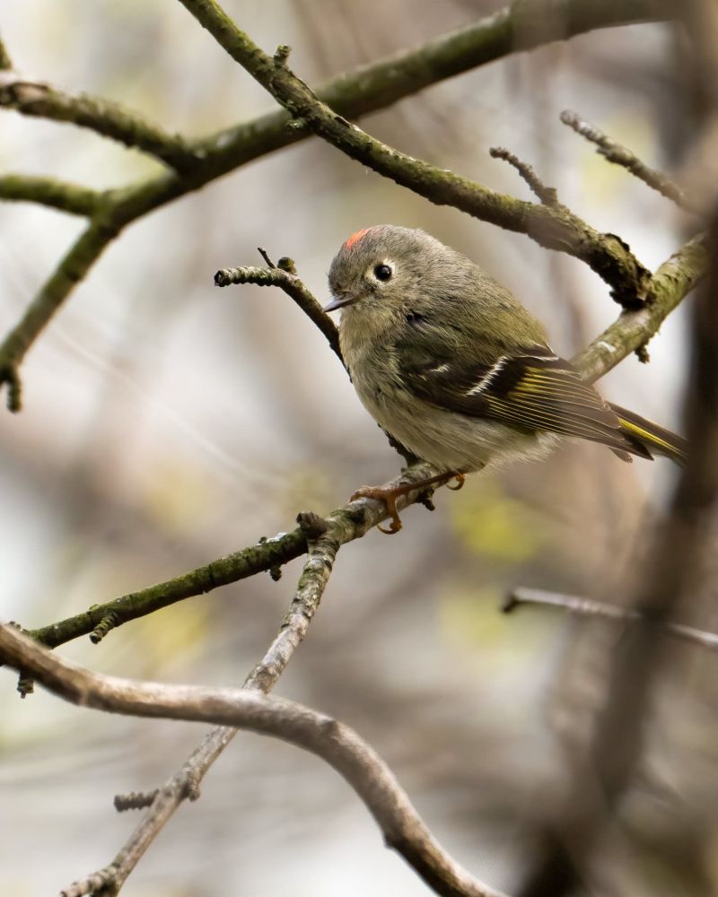 Humboldt Park Sunday Social Bird Walk