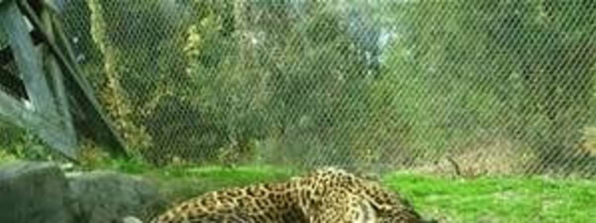 Sloth Chat