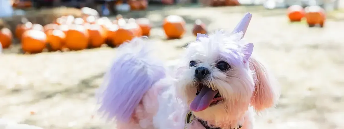Halloween Pooch Party
