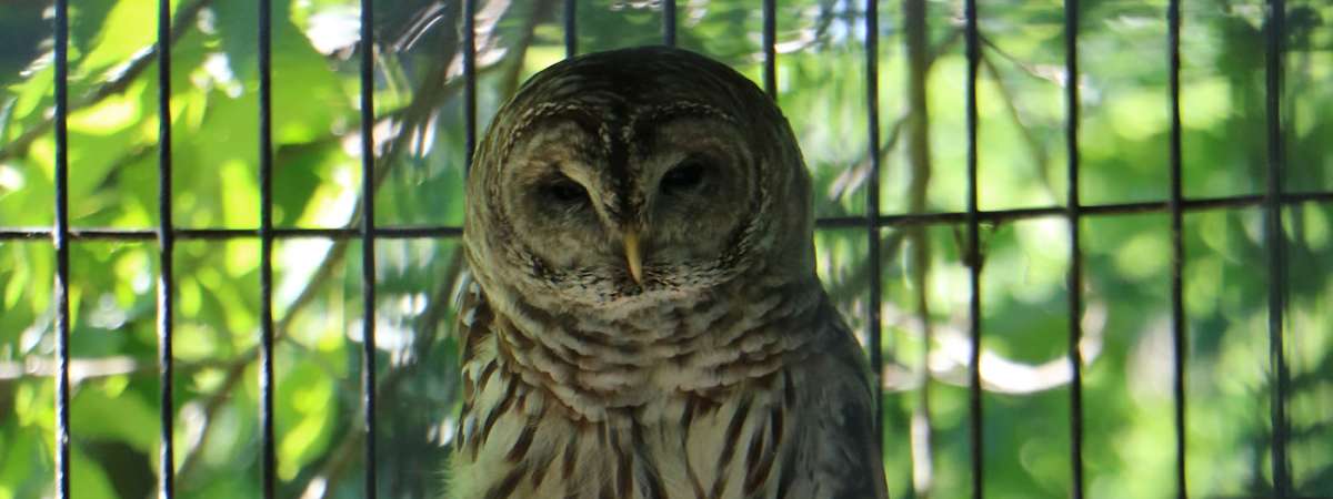 National Wildlife Day