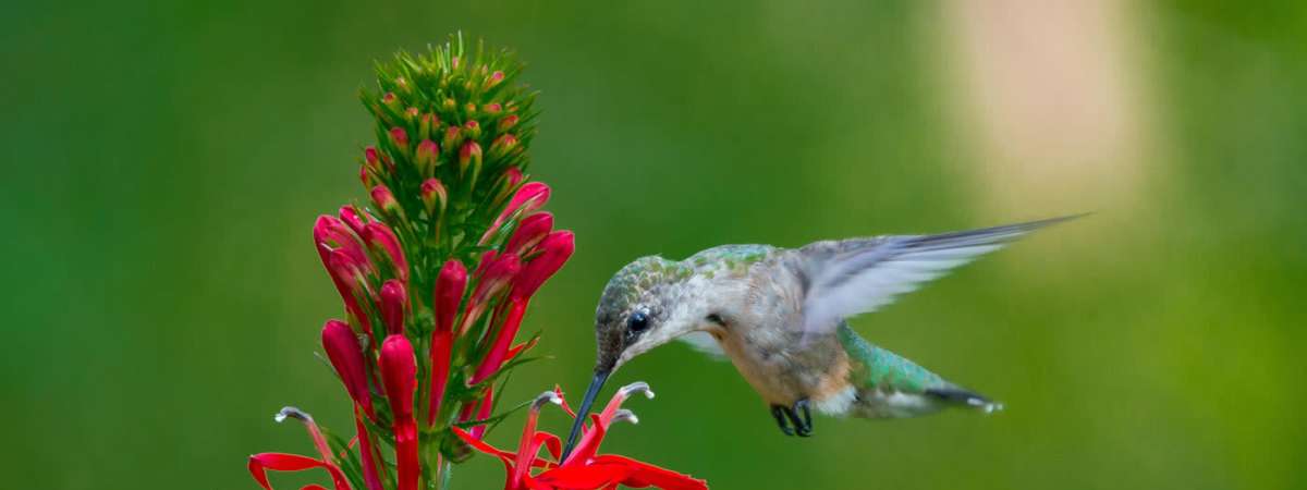 National Hummingbird Day