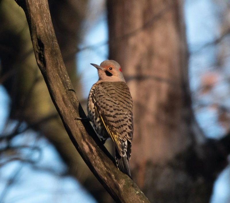 Beginner Bird Walk: Montrose Point