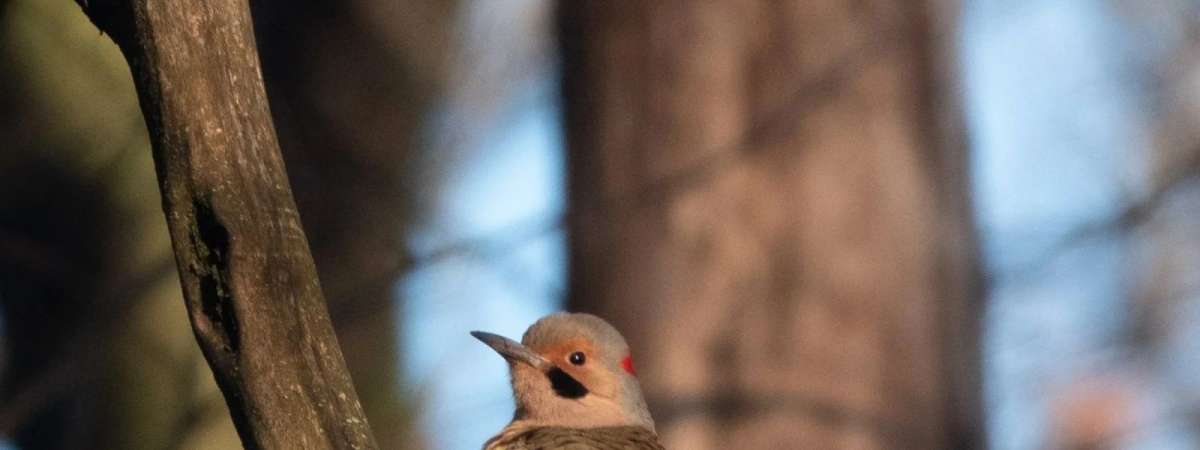 Beginner Bird Walk: Montrose Point