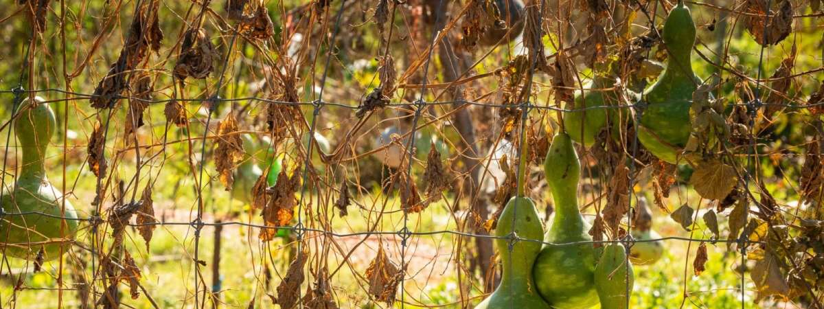 SWWAG Workshop: Where Next Season Begins: Soil, Orchard & Land Care