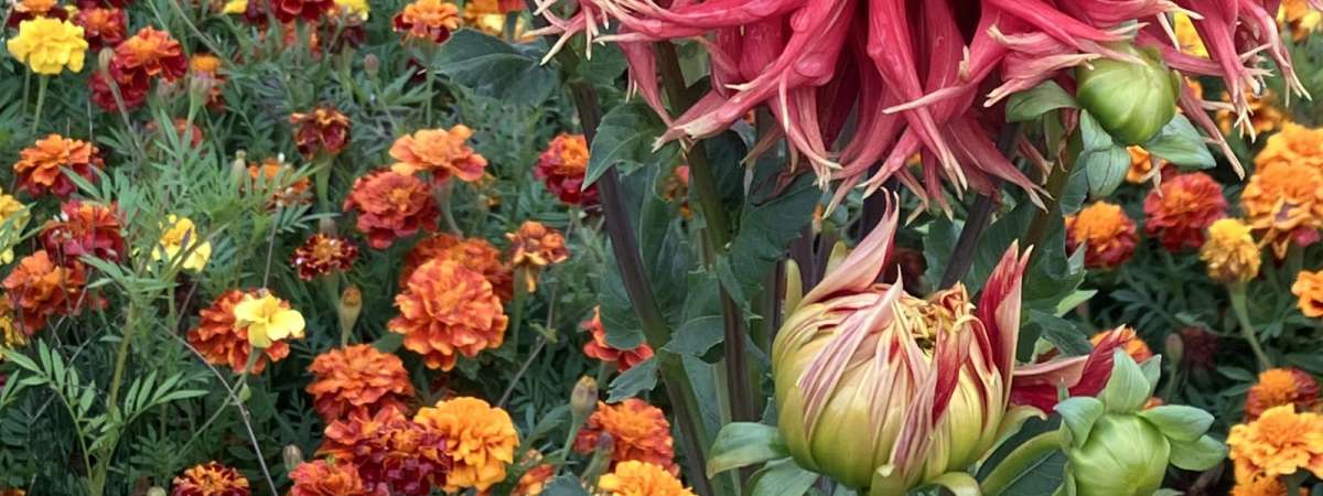 Richmond Garden Club Dahlia Days