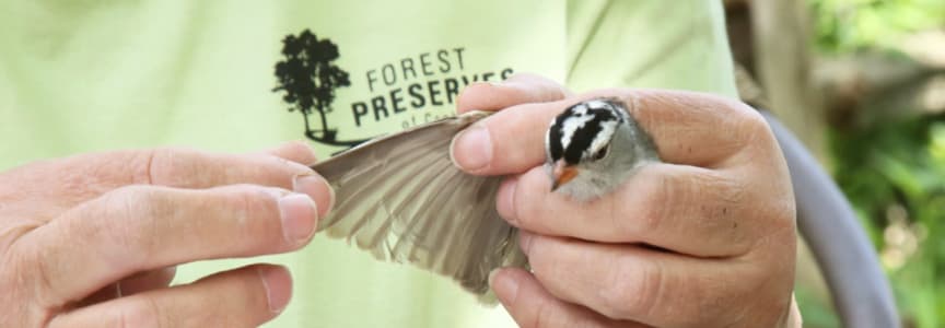 Bird Banding