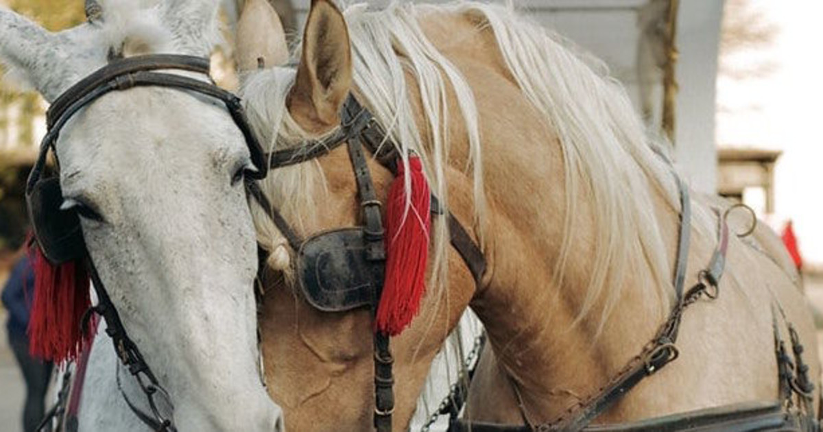 Downtown Horse & Carriage Ride in Denver at 16th Street Mall