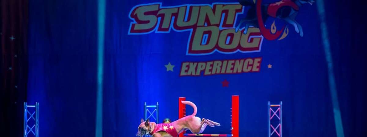 Perondi's Stunt Dog Experience