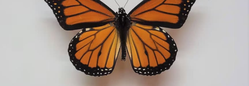 Insect Pinning: Monarch Butterfly & Chrysalis Vial Making
