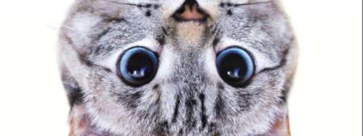 'American Cats' + Panel Discussion With Face And Humane World For Animals