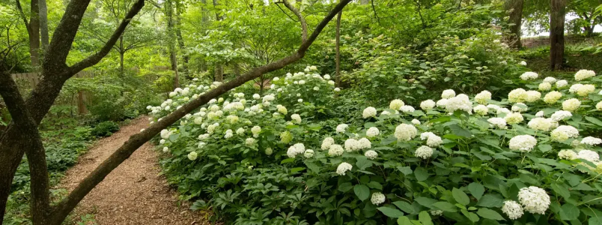 Designing with Trees and Shrubs