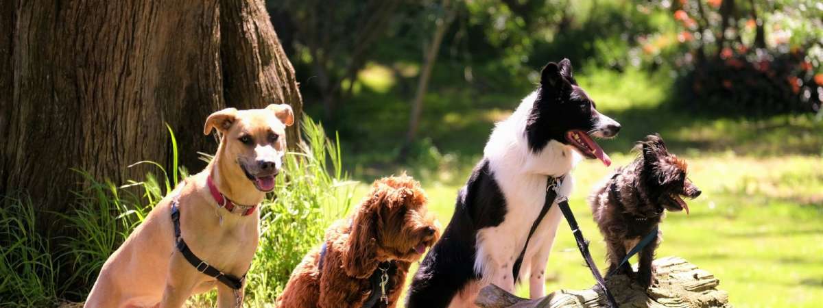 4th Annual LH Wooftop Pawty