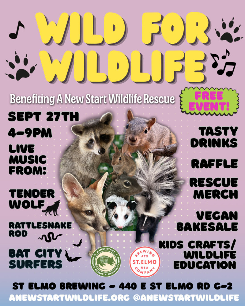 Wild for Wildlife!