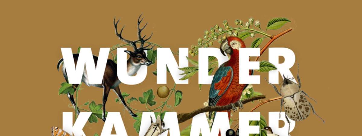 Wunderkammer: A Taxidermy Showcase and Competition