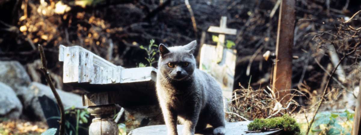Pet Sematary (1989)