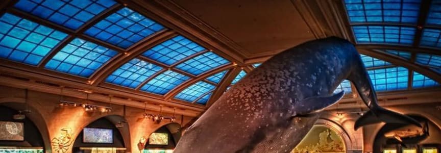 Museum Of Natural History Scavenger Hunt
