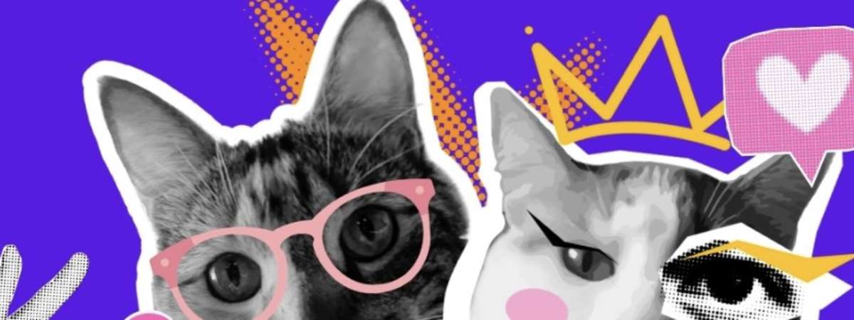 Cambridge Cat Tour & Meowfest