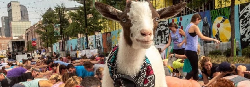 Yoga with Goats at the Brewery!