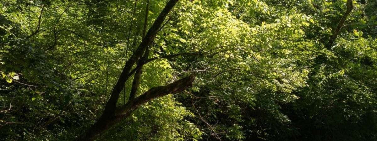Bird Migration Walk Along the Little Harpeth River