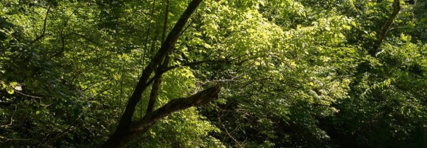 Bird Migration Walk Along the Little Harpeth River