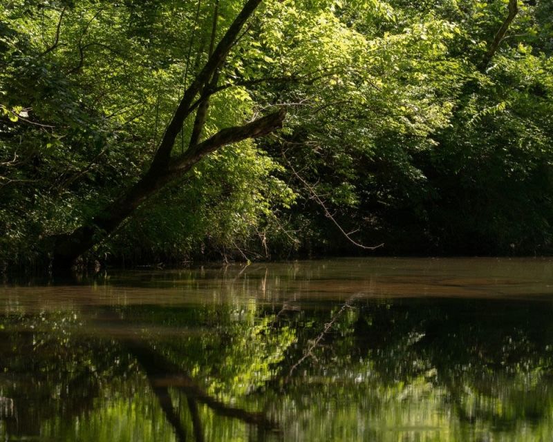 Bird Migration Walk Along the Little Harpeth River
