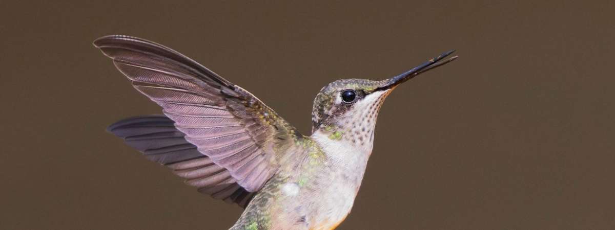Hummingbird Celebration