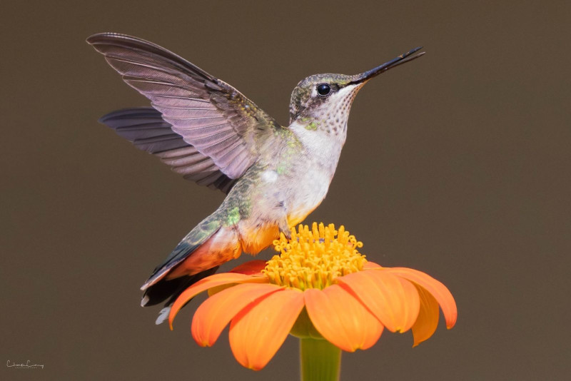 Hummingbird Celebration