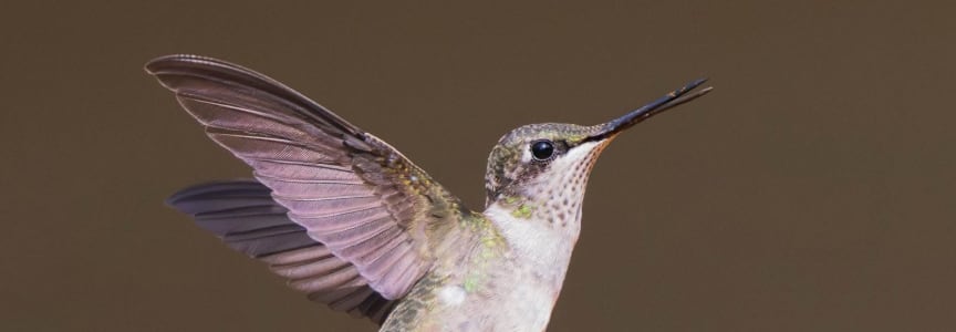 Hummingbird Celebration