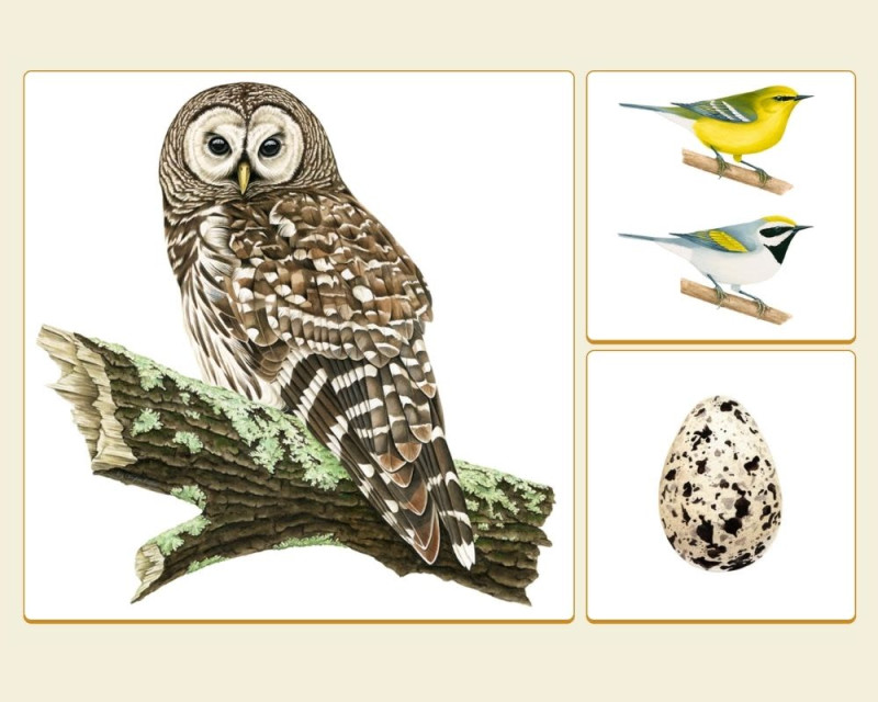Birds and Art with Liz Clayton Fuller