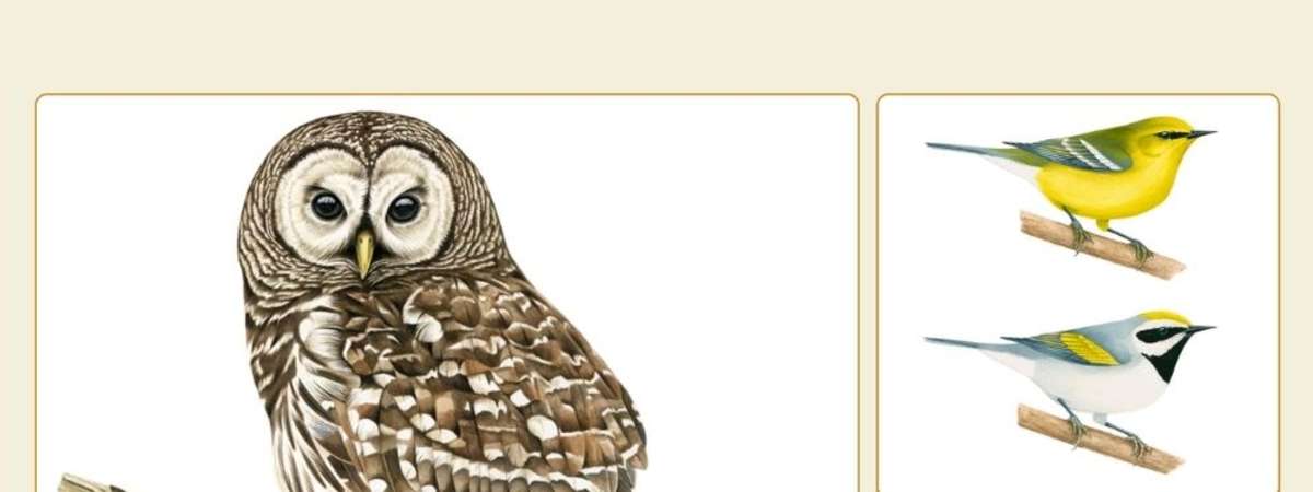 Birds and Art with Liz Clayton Fuller