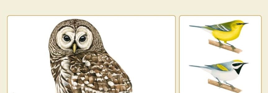 Birds and Art with Liz Clayton Fuller