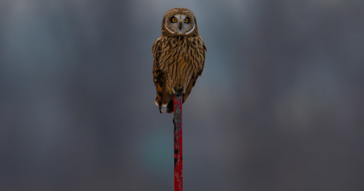 Owl Prowl