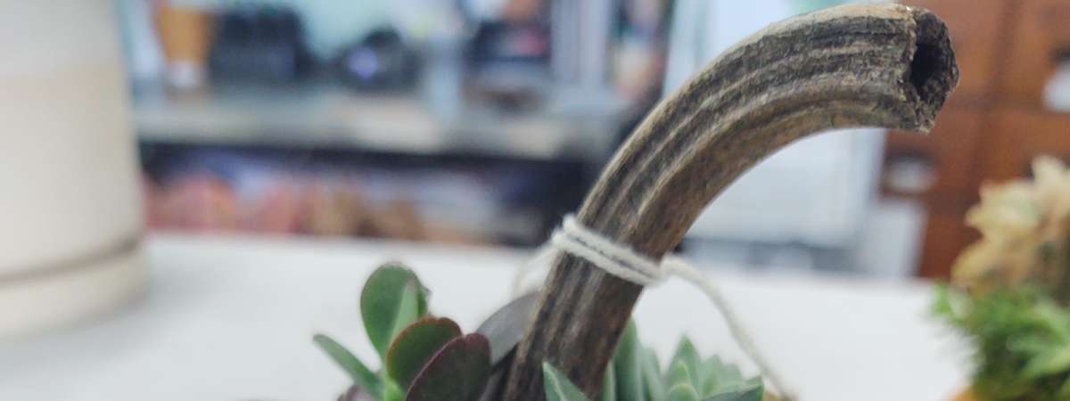 Pumpulent Centerpiece Workshop