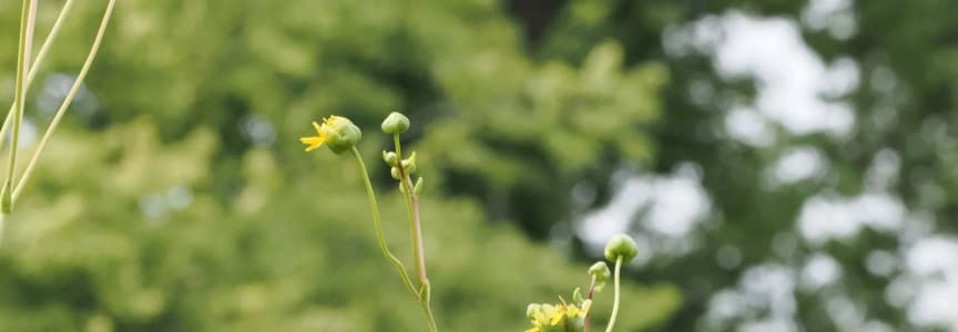 Beginner Bird Walk: Washington Park