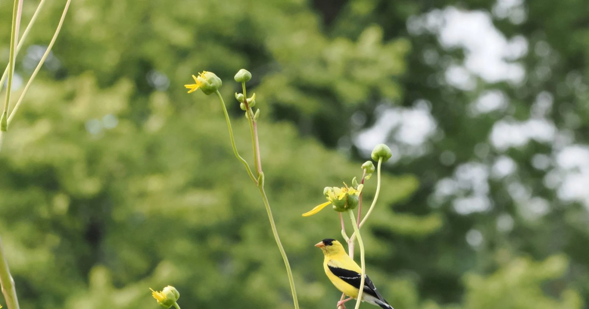 Beginner Bird Walk: Washington Park