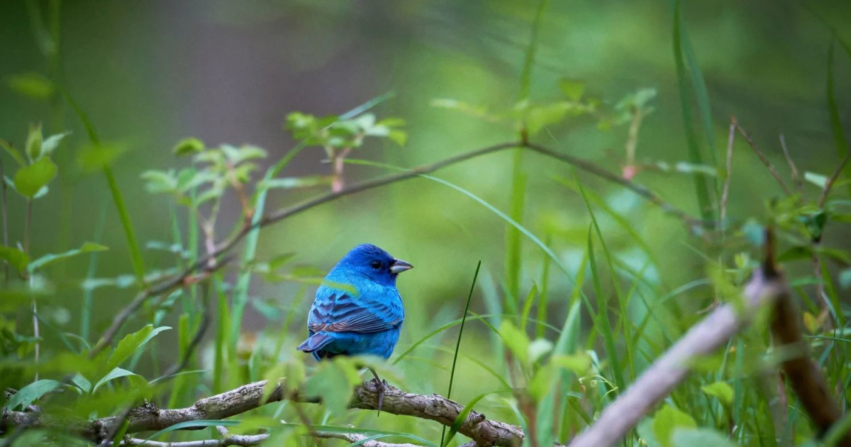Sunrise Birding