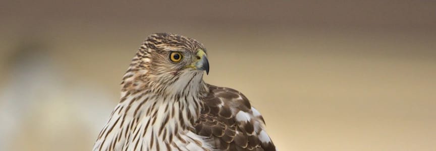 Beginner Walk - COS in the Suburbs: Crabtree Nature Center