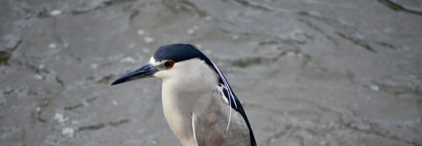 Sunset Bird Walk at Marquette Park