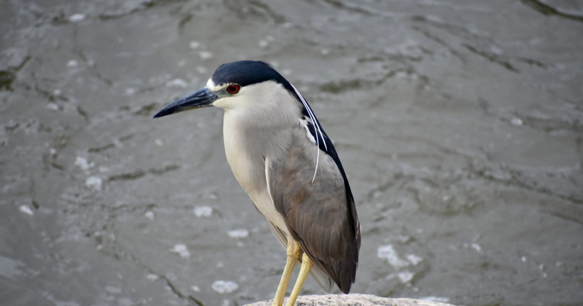 Sunset Bird Walk