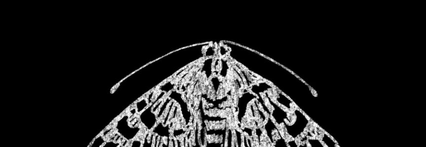 The Moth